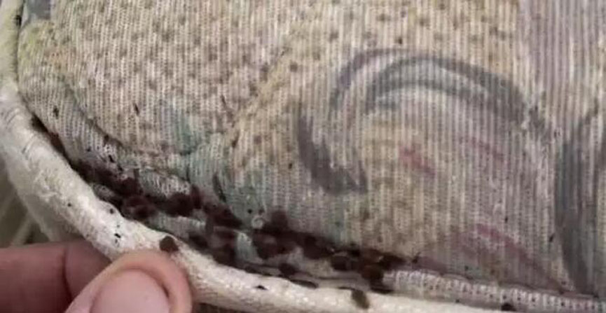 蜜桃在线播放分享：劣質蜜桃久久网站危害多
